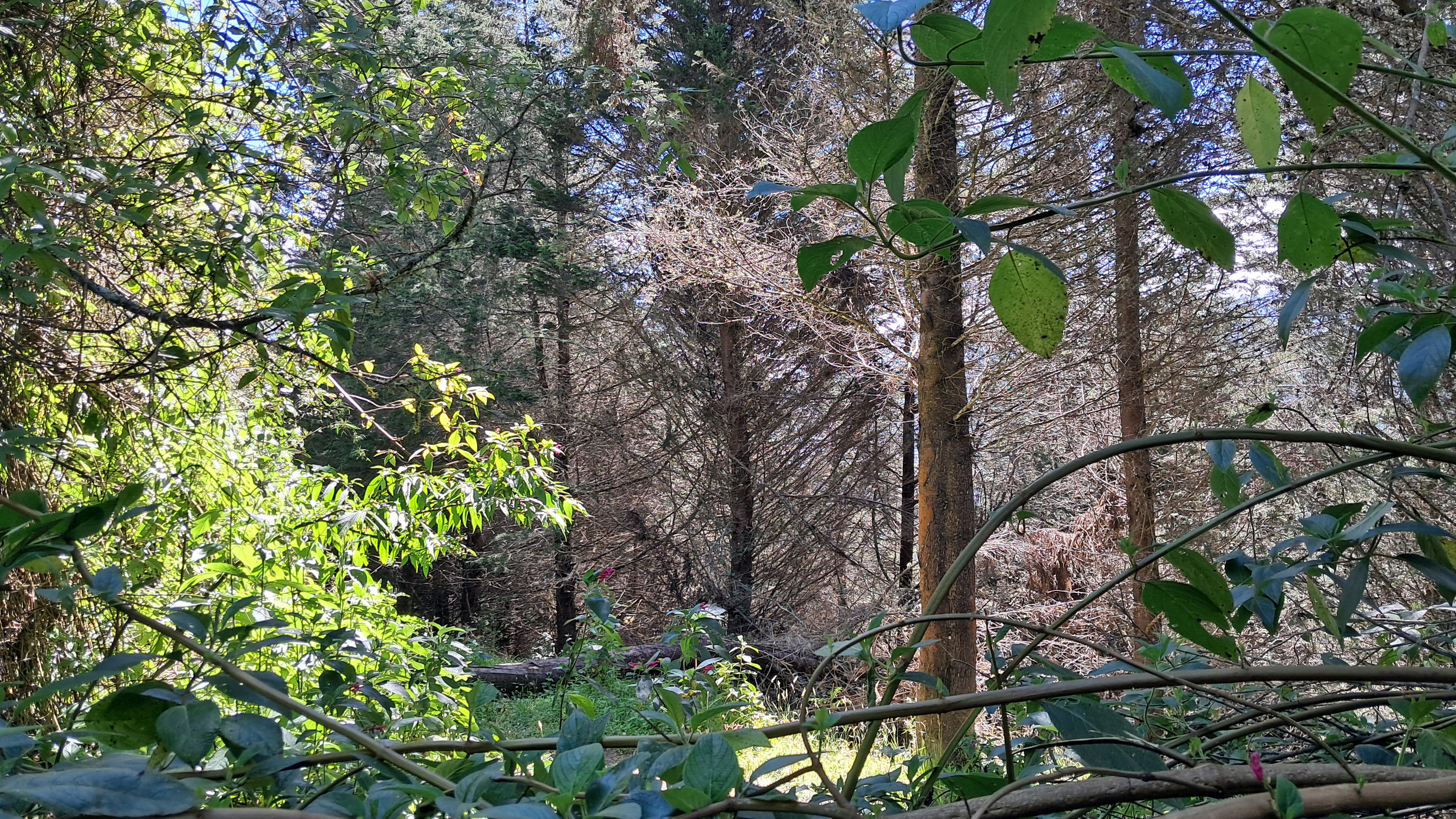 Bosques nublados de Nono