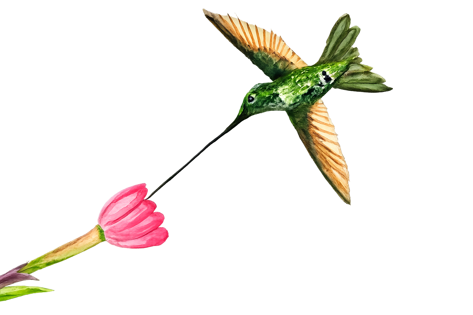 Colibrí Orejivioleta
